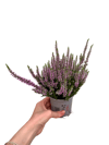 Erica Çiçeği Mor Calluna Vulgaris
