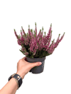 Erica Çiçeği Pembe Calluna Vulgaris