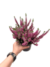 Erica Çiçeği Pembe Calluna Vulgaris