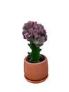 Euphorbia Lactea 'Cristata' Kaktüs