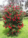 Fırça Çalısı Callistemon Laevis