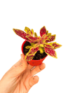 Fireball Coleus Yaprak Güzeli