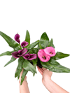 Gala Çiçeği Mor (Zantedeschia Calla)