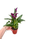 Gala Çiçeği Mor (Zantedeschia Calla)