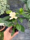 Gardenya Çiçeği 20-25 CM