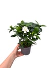Gardenya Çiçeği Dolgun Formda