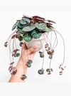 Gelin Teli Çiçeği Begonia Saxifraga