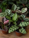 Gizemli Calathea Kutusu