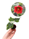 Güzelhatmi Çiçeği Ağaç Küpelisi Mini Abutilon