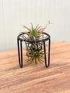 Hava Bitkisi - Çiçeği (Tillandsia Ionantha)