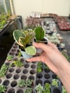 Hoya Australis Blondie Mum Çiçeği Fide