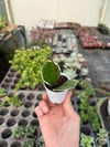 Hoya Australis Blondie Mum Çiçeği Fide