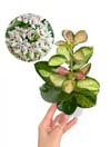 Hoya Australis Lisa Mum Çiçeği