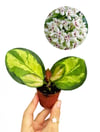 Hoya Australis Lisa Mum Çiçeği Fide