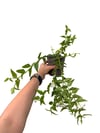 Hoya Bella Mum Çiçeği