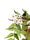Hoya Bella Mum Çiçeği