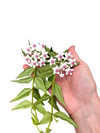 Hoya Bella Mum Çiçeği