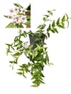 Hoya Bella Mum Çiçeği