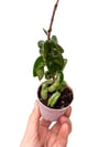 Hoya Compacta Mini Fide