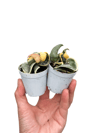 Hoya Compacta Variegata Mum Çiçeği