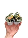 Hoya Compacta Variegata Mum Çiçeği
