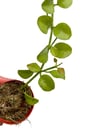 Hoya Heuschkeliana Yellow Mum Çiçeği