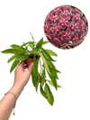 Hoya Pubicalyx Kırmızı Çiçekli Mum Çiçeği