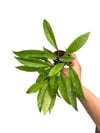 Hoya Pubicalyx Kırmızı Çiçekli Mum Çiçeği