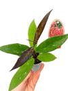Hoya Pubicalyx Kırmızı Çiçekli Mum Çiçeği