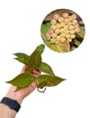 Hoya Sunrise Mum Çiçeği