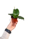 Hoya Villosa Mum Çiçeği
