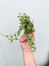 İncir Sarmaşığı Ficus Pumila