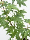 Japon Akçaağacı Acer Palmatum Yeşil
