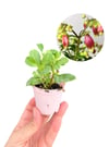 Kalanchoe Dream Bells Mini Boy