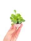 Kalanchoe Dream Bells Mini Boy