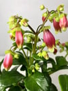 Kalanchoe Dream Bells Mini Boy