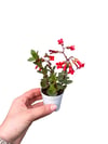 Kalanchoe Manginii Kırmızı Çiçekli