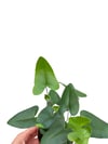 Kalp Yapraklı Eğrelti Hemionitis Arifolia 