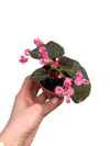 Katmerli Şeker Begonya - Begonia Semperflorens