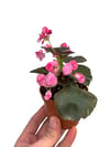 Katmerli Şeker Begonya - Begonia Semperflorens