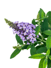 Kelebek Çalısı Mor Çiçekli - Buddleja