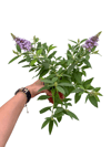 Kelebek Çalısı Mor Çiçekli - Buddleja