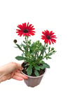 Kırmızı Bodrum Papatyası Osteospermum