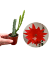 Kırmızı Çiçekli Atlas Fide Boy (Epiphyllum)