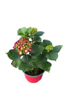 Kırmızı Ortanca Çiçeği - Hydrangea