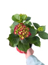 Kırmızı Ortanca Çiçeği - Hydrangea
