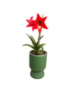 Kırmızı Zambak Amaryllis Çiçeği Soğanlı