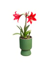 Kırmızı Zambak Amaryllis Çiçeği Soğanlı