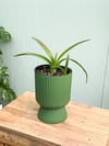 Kırmızı Zambak Amaryllis Çiçeği Soğanlı