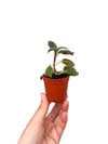 Kohleria Japon Küpelisi